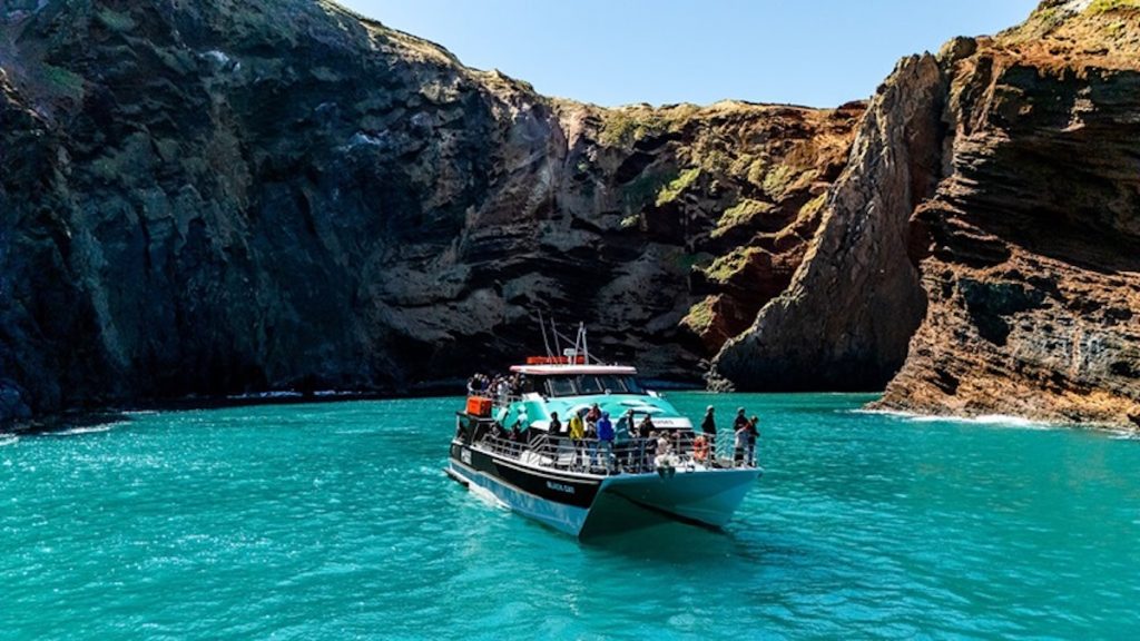 Akaroa nature cruise in New Zealand.