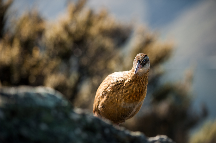 The flightless bird Weka covered in golden yellow feathers with black patches around it standing on a rock