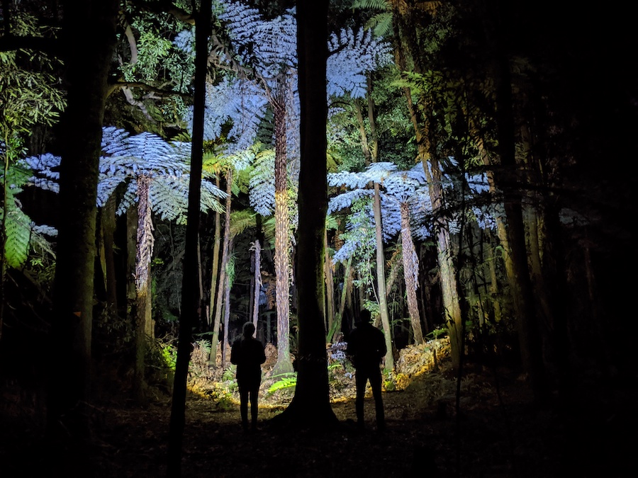 Two persons in the forest shining their flashlights on the tress in front.