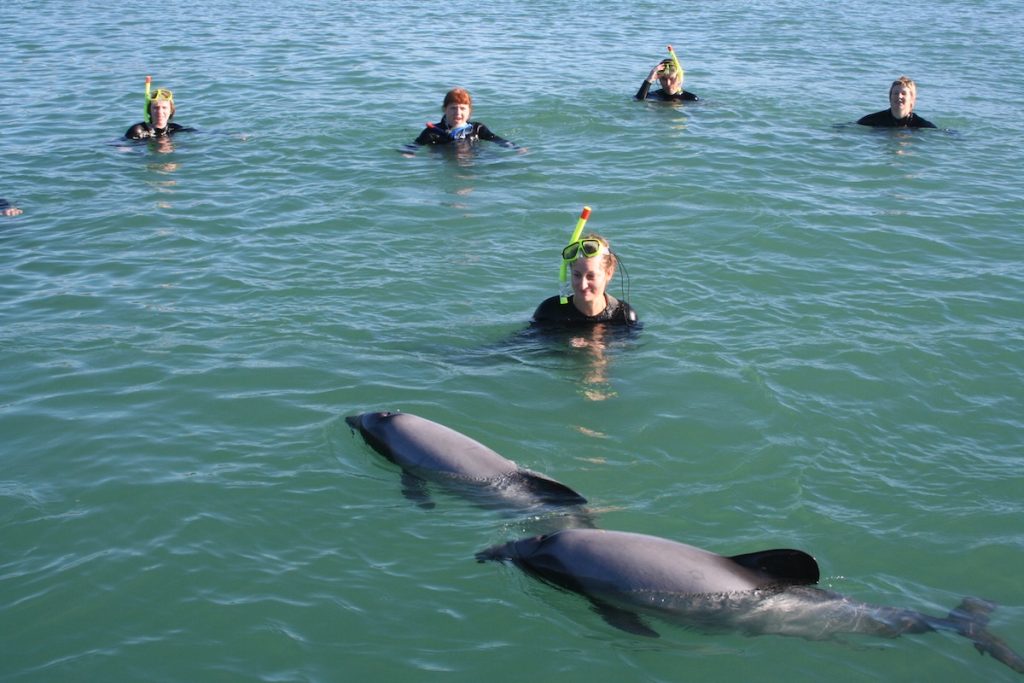 Swimming with dolphins in Akaroa, NZ.