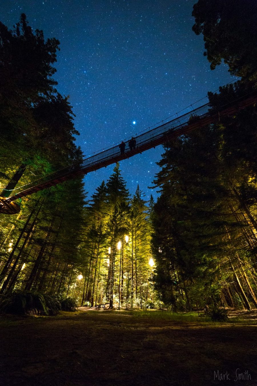 Tourists stargaze while standing on a small bridge atop the trees.