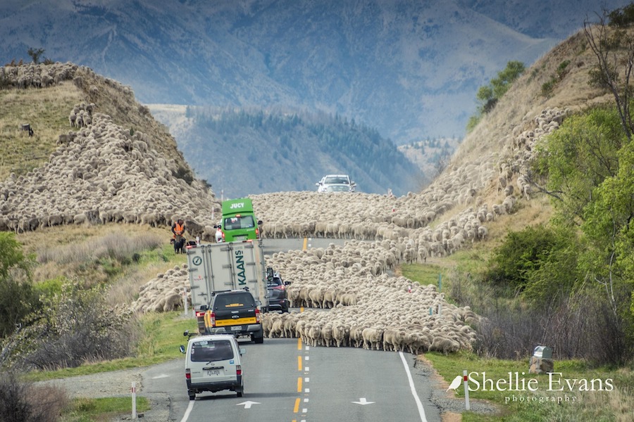 Shellie Evans sheep on road.